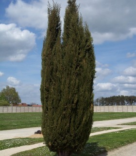 Cupressus Sempervirens Stricta / Cyprès de Provence Stricta