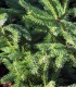 Picea Omorika / Epicea de Serbie