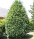 Taxus Baccata / If Commun