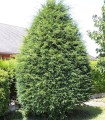 Taxus Baccata / If Commun