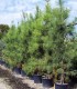Pinus Pinaster / Pin Maritime