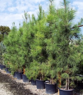 Pinus Pinaster / Pin Maritime