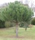 Pinus Pinea / Pin Parasol