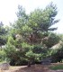 Pinus Sylvestris / Pin Sylvestre