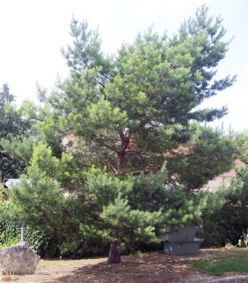 Pinus Sylvestris / Pin Sylvestre