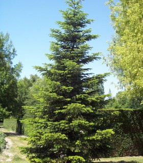 Abies Nordmanniana / Sapin de Nordmann