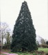 Sequoiadendron Giganteum / Sequoia Geant