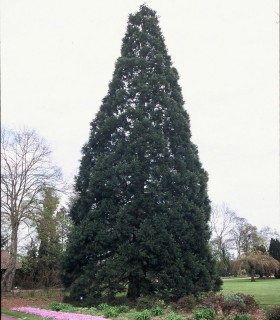 Sequoiadendron Giganteum / Sequoia Geant