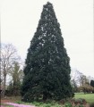 Sequoiadendron Giganteum / Sequoia Geant