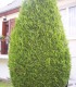 Thuja Plicata Atrovirens / Thuya Atrovirens