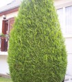 Thuja Plicata Atrovirens / Thuya Atrovirens