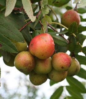 Sorbus Domestica / Cormier