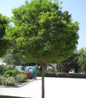 Robinia Umbraculifera / Acacia Boule