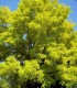 Robinia Pseudoacacia Frisia / Acacia Dore