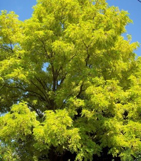 Robinia Pseudoacacia Frisia / Acacia Dore