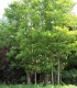 Robinia Pseudoacacia / Acacia Commun