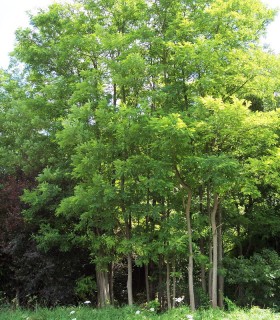 Robinia Pseudoacacia / Acacia Commun