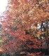 Sorbus Torminalis / Alisier Des Bois