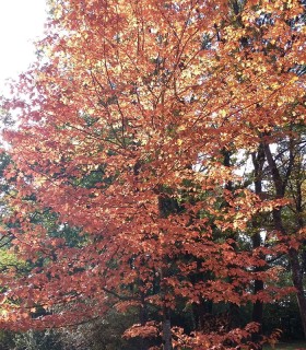 Sorbus Torminalis / Alisier Des Bois
