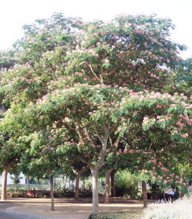 Albizia Julibrissin Ombrella®