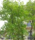 Tetradium Danielli / Arbre à Miel
