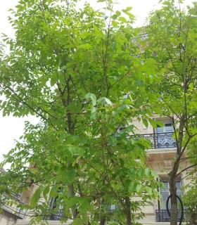 Tetradium Danielli / Arbre à Miel