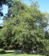 Alnus Glutinosa / Aulne Commun, Glutineux