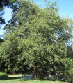 Alnus Glutinosa / Aulne Commun, Glutineux