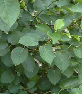 Alnus Cordata / Aune à feuilles En Coeur