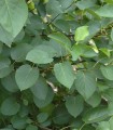 Alnus Cordata / Aune à feuilles En Coeur