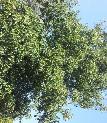 Alnus Cordata / Aune à feuilles En Coeur