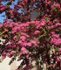 Crataegus Laevigata Paul'S Scarlet / Aubepine Rouge