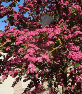 Crataegus Laevigata Paul'S Scarlet / Aubepine Rouge