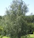 Betula Pendula Ou Verrucosa / Bouleau Commun