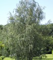 Betula Pendula Ou Verrucosa / Bouleau Commun