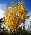 Acer Campestre / Erable Champetre