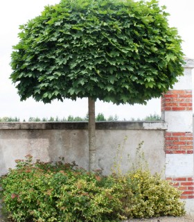 Acer Platanoides Globosum / Erable Boule