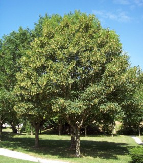 Acer Pseudoplatanus / Erable Sycomore