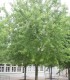 Acer Saccharinum Laciniatum Wieri / Erable Wieri Lacinie