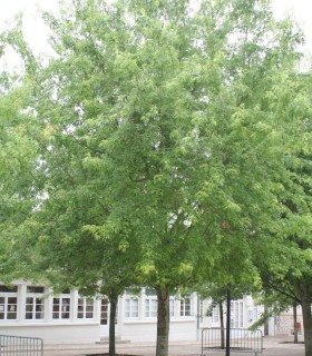 Acer Saccharinum Laciniatum Wieri / Erable Wieri Lacinie