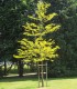 Gleditsia Triacanthos Sunburst / Fevier D'Amerique Dore