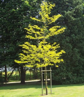 Gleditsia Triacanthos Sunburst / Fevier D'Amerique Dore