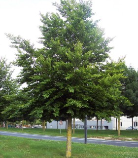 Fagus Sylvatica / Hetre Commun