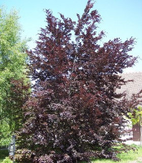 Fagus Sylvatica Purpurea / Hetre Pourpre