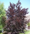 Fagus Sylvatica Purpurea / Hetre Pourpre