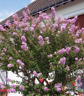 Lagerstroemia Indica / Lilas Des Indes Fleurs Roses