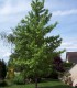 Liquidambar Styraciflua