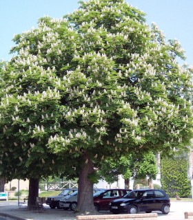 Aesculus Hippocastanum / Marronnier Blanc