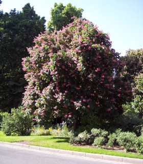 Aesculus Carnea Briotii / Marronnier Briotii