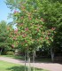Aesculus Carnea / Marronnier Rouge